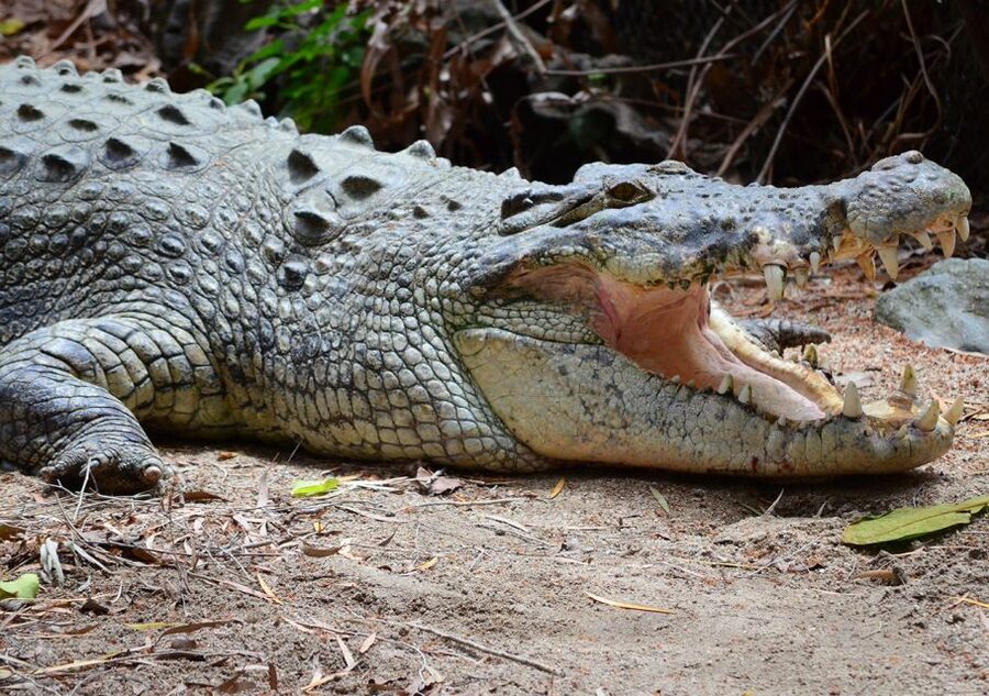 From Cairns: Daintree Wilderness & Cape Tribulation Bus Tour - Guides are the real value of the outing