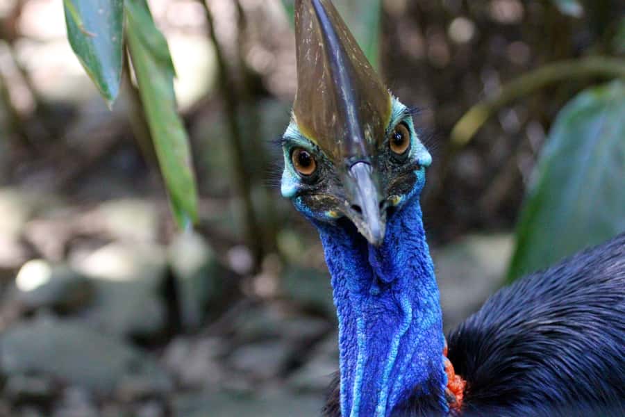 From Cairns: Daintree Wilderness & Cape Tribulation Bus Tour - The bus ride is the main compromise