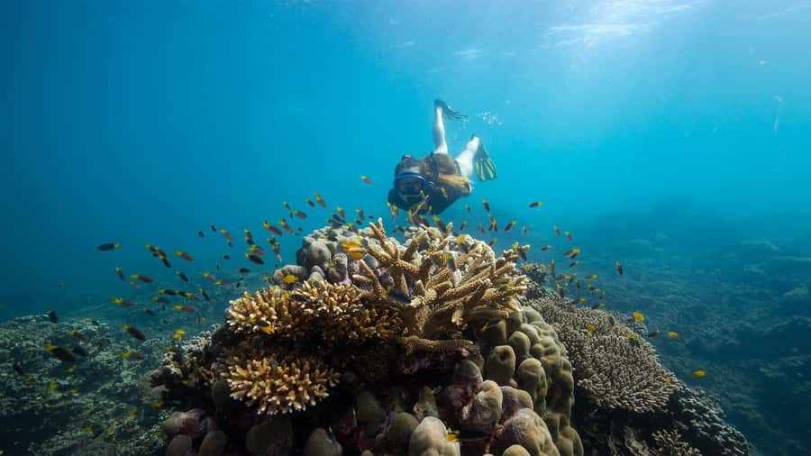 From Cairns: Frankland Island All-Inclusive Day Tour - Key points before you book