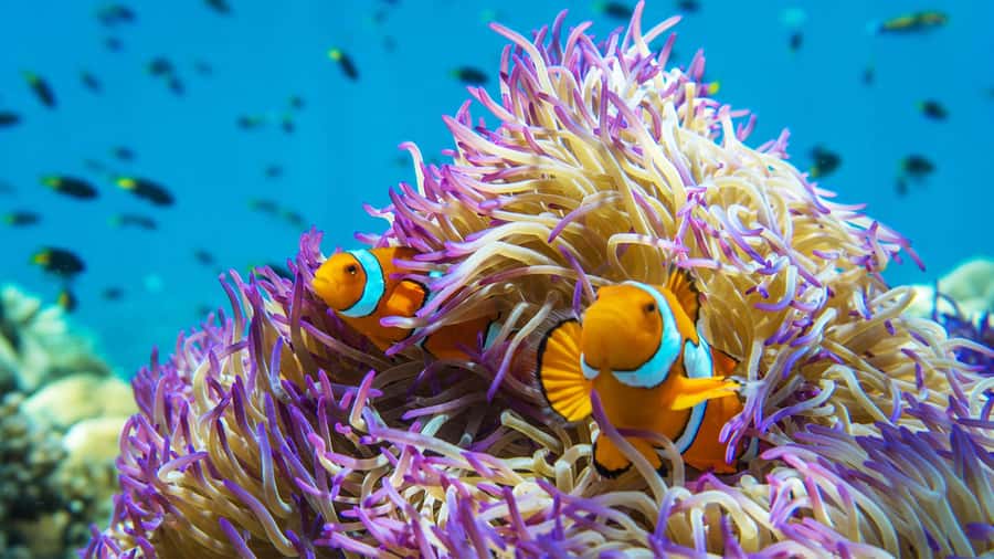 From Cairns: Frankland Island All-Inclusive Day Tour - Why Normanby Island makes this tour different