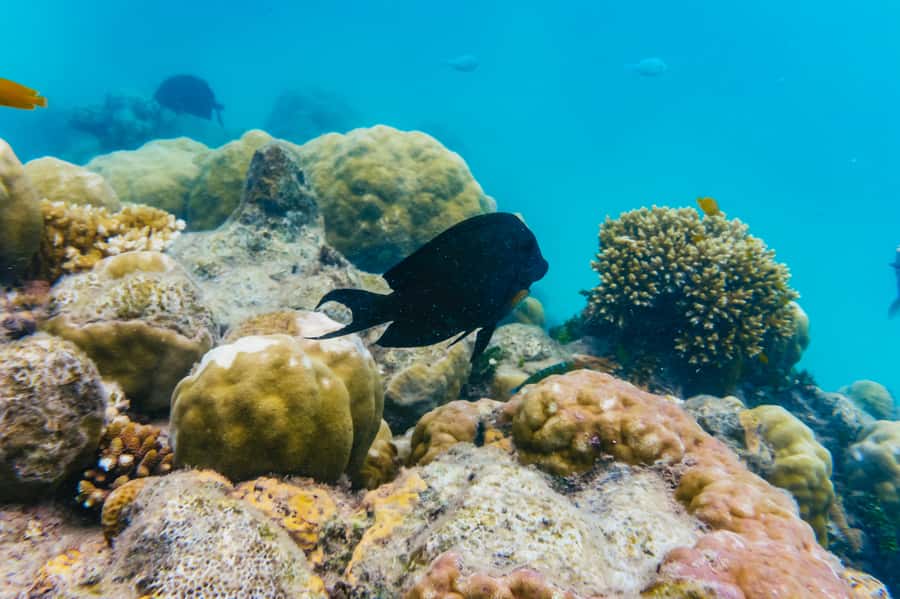 From Cairns: Green Island Full-Day Cruise - Snorkeling among fish and coral gardens