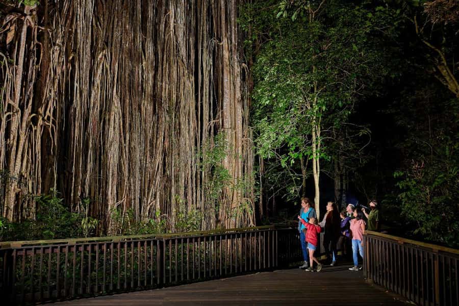 From Cairns: Rainforest & Nocturnal Wildlife Tour - Six reasons this rainforest tour earns attention