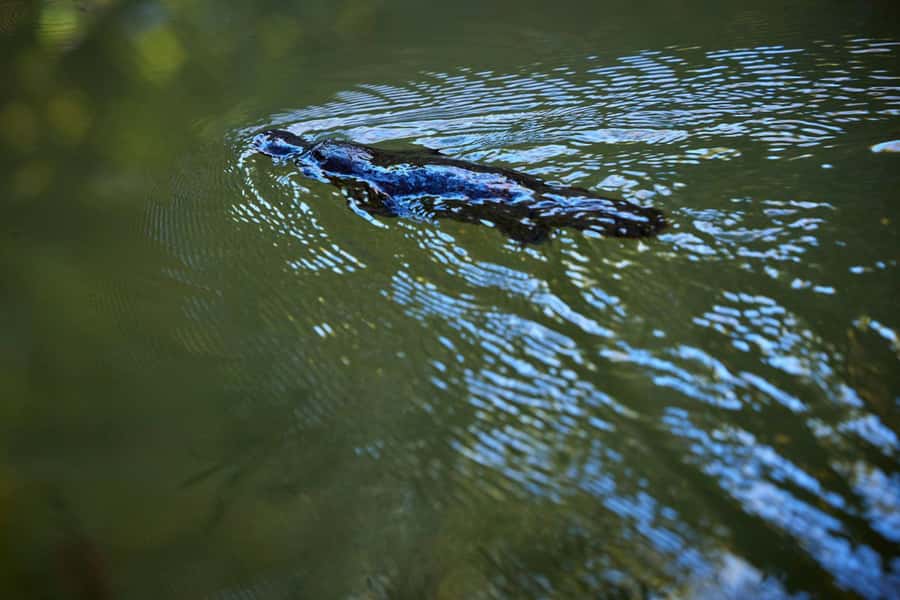 From Cairns: Rainforest & Nocturnal Wildlife Tour - Afternoon tea beside Lake Barrine