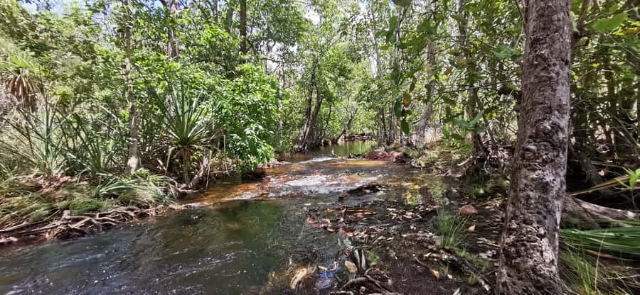 From Darwin: Litchfield National Park Small-Group Day Trip - Buley Rockholes for a first swim