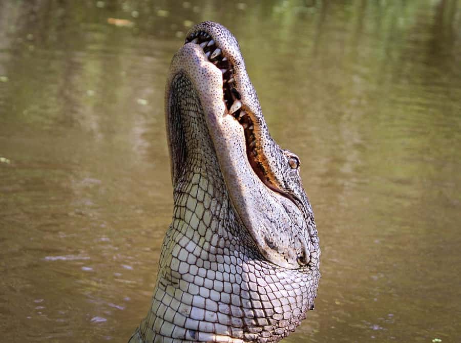 From Darwin: Litchfield Park Tour & Jumping Crocodile Cruise - The Adelaide River jumping crocodile cruise