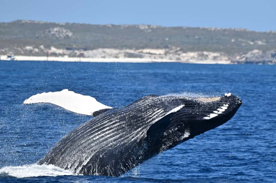 From Fremantle: 2-Hour Luxury Whale-Watching Cruise - Five things to know before boarding