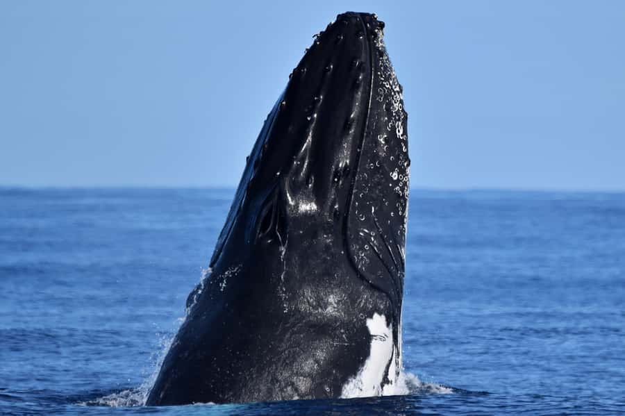 From Fremantle: 2-Hour Luxury Whale-Watching Cruise - From Sardine Jetty to open water