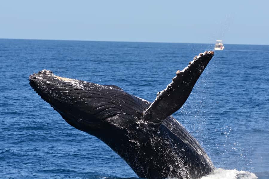 From Fremantle: 2-Hour Luxury Whale-Watching Cruise - Seasickness, weather, and choosing your viewing spot