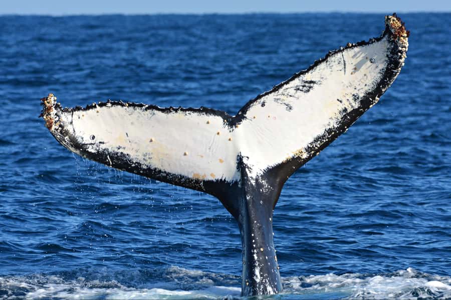 From Fremantle: 2-Hour Luxury Whale-Watching Cruise - What the two-hour itinerary feels like