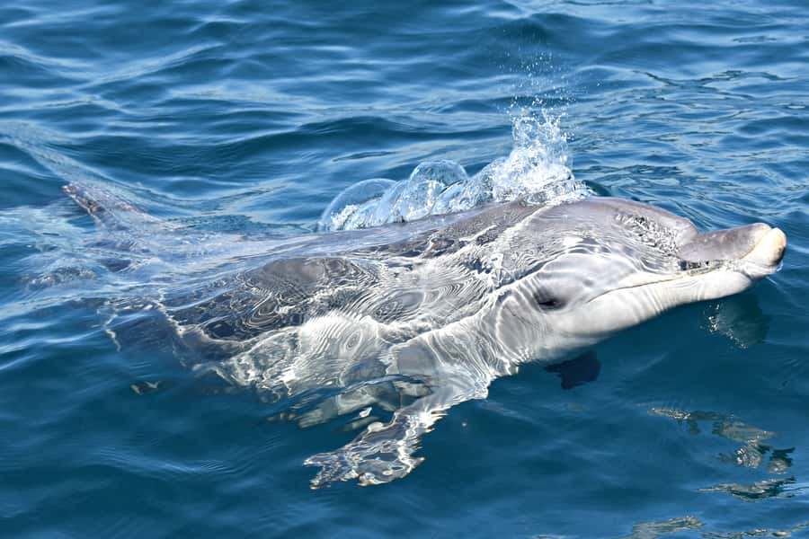From Fremantle: 2-Hour Luxury Whale-Watching Cruise - Is $67 good value?
