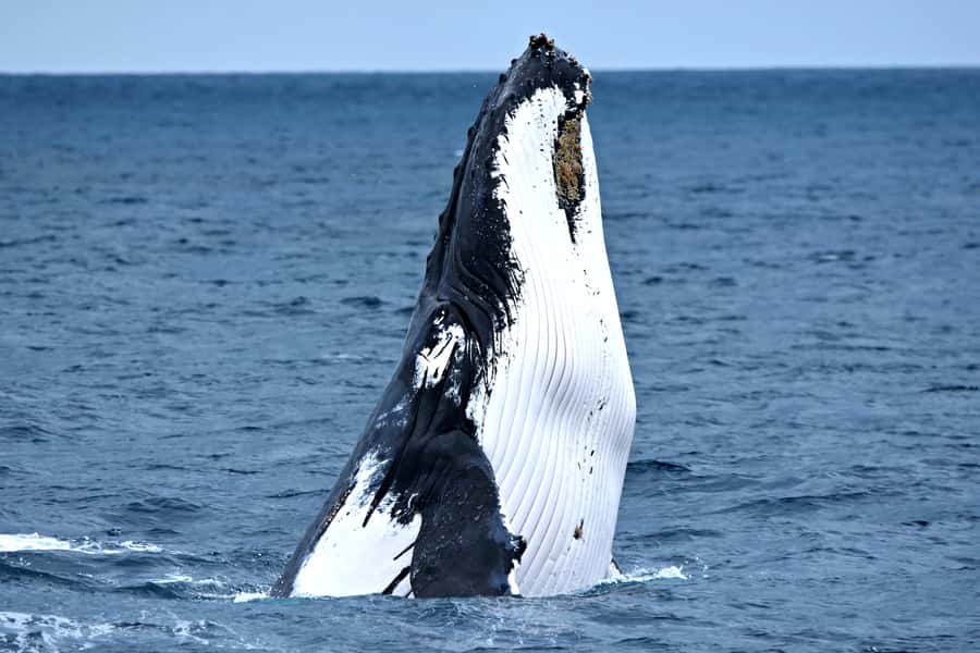 From Fremantle: 2-Hour Luxury Whale-Watching Cruise - Finding humpbacks off Perth