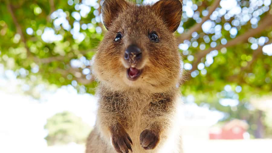 From Fremantle: Rottnest Island Ferry & Bus Day Tour - Should you book this Rottnest day tour?