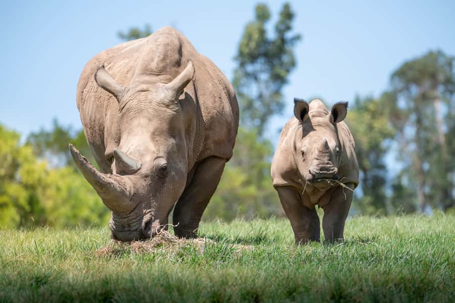 From Gold Coast : Australia Zoo Transfer and Entry Ticket - Why this Gold Coast day trip makes sense