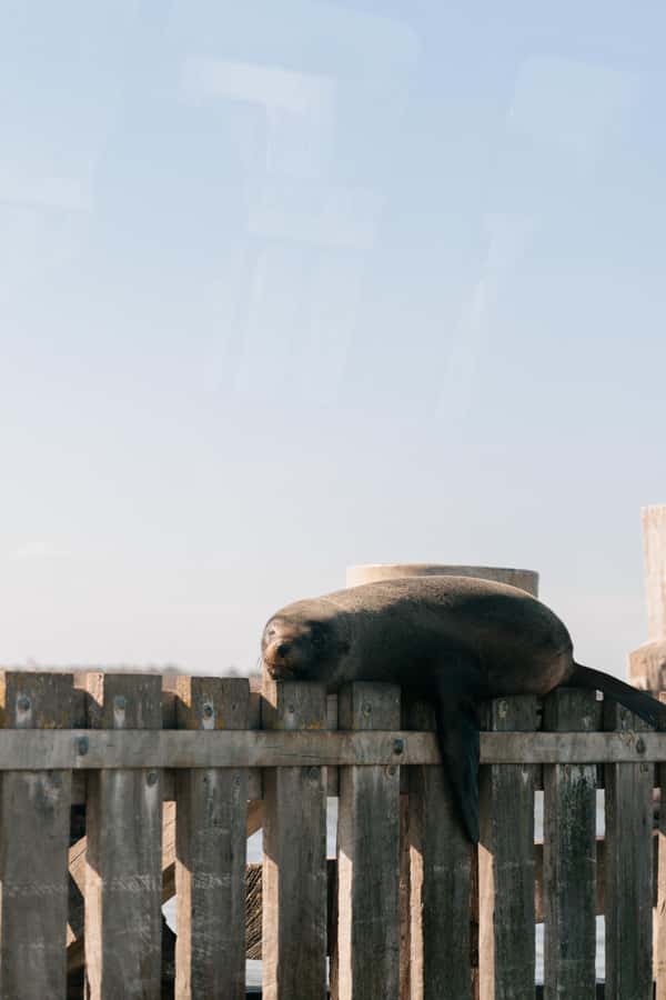 From Goolwa: Half-Day Coorong Experience - Key points before you book