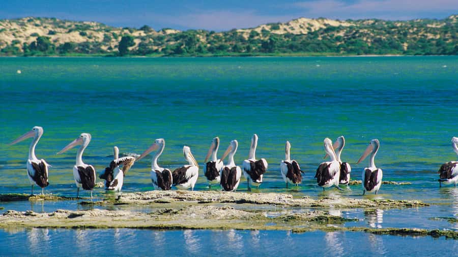 From Goolwa: Half-Day Coorong Experience - Why the $84 price makes sense