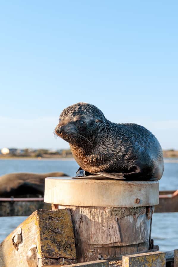 From Goolwa: Murray Mouth Cruise - Why the Murray Mouth matters