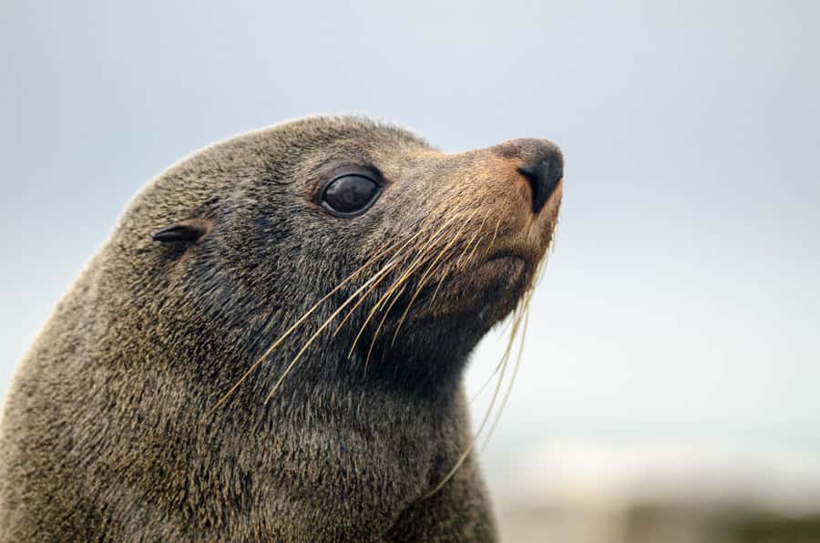 From Goolwa: Murray Mouth Cruise - Returning to Goolwa by the same waterway