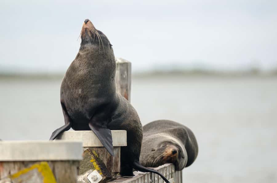 From Goolwa: Murray Mouth Cruise - Is $42 good value?