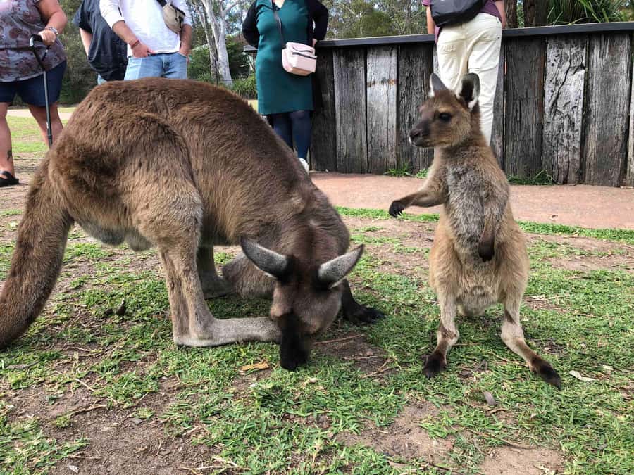 From Haymarket: Hunter Valley Wine and Wildlife Day Trip - Meeting koalas and hand feeding kangaroos