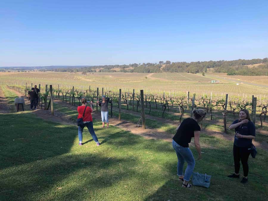 From Haymarket: Hunter Valley Wine and Wildlife Day Trip - Two boutique vineyards, chosen for your group