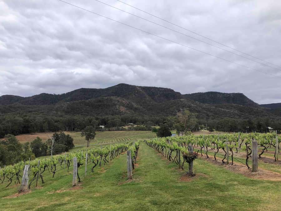 From Haymarket: Hunter Valley Wine and Wildlife Day Trip - The real cost and what you receive