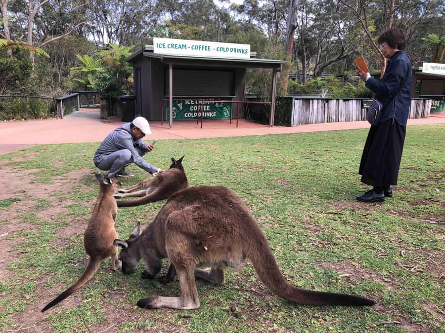 From Haymarket: Hunter Valley Wine and Wildlife Day Trip - Starting early at Haymarket
