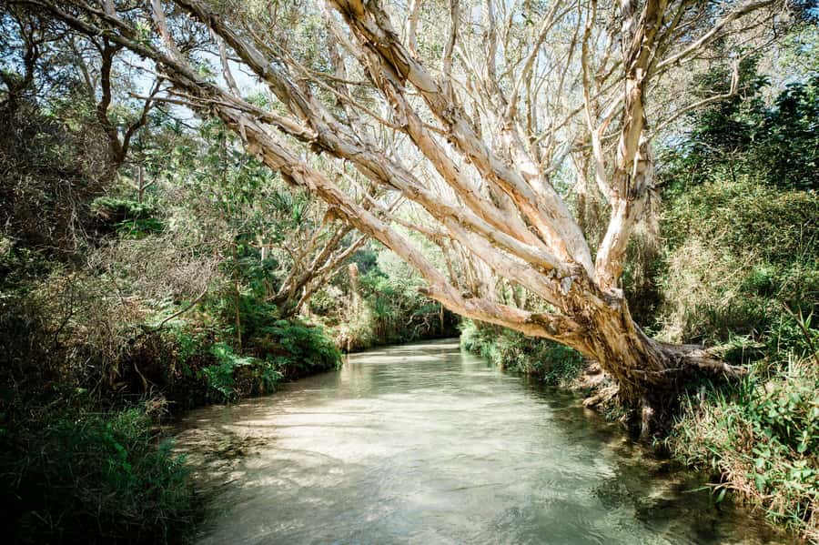From Hervey Bay: K'gari, Fraser Island Full-Day Coach Tour - Central Station and the Wanggoolba Creek walk