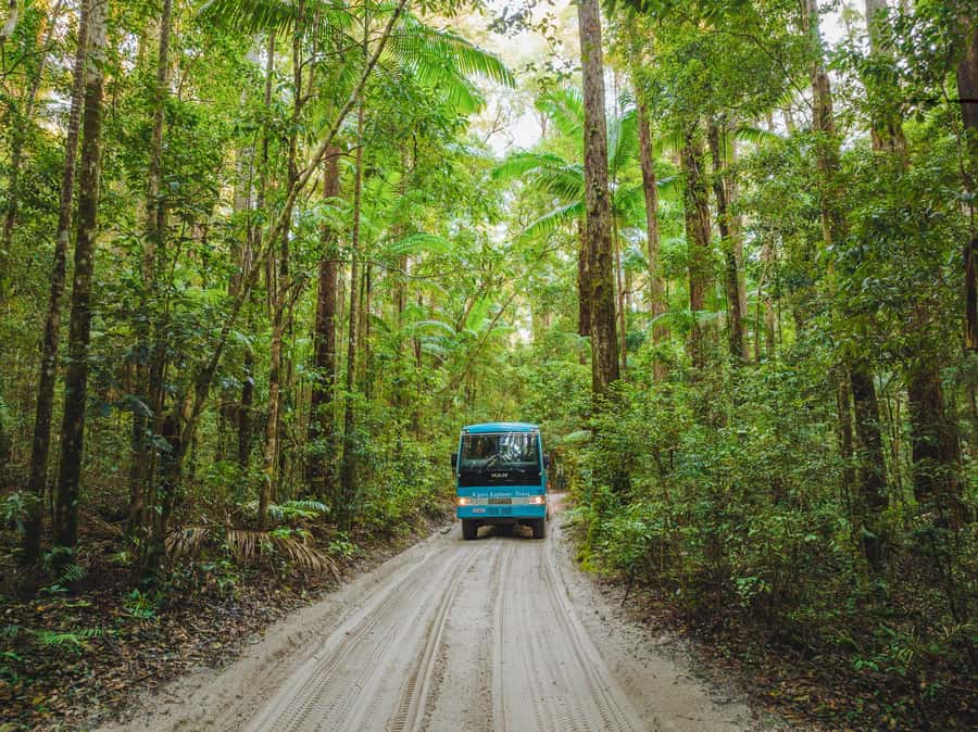 From Hervey Bay: K'gari, Fraser Island Full-Day Coach Tour - What $184 really gets you