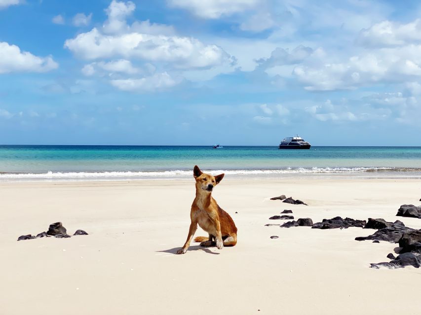 From Hervey Bay: Remote K'gari Tour by Boat with Lunch - Wildlife watching from dolphins to humpback whales