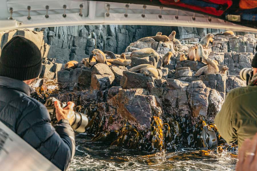 From Hobart/Adventure Bay: Bruny Island Wilderness Cruise - Key details before you book