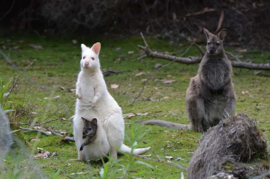 From Hobart: Full-Day Bruny Island Tour with Guide - The Neck lookout and Bruny’s famous views