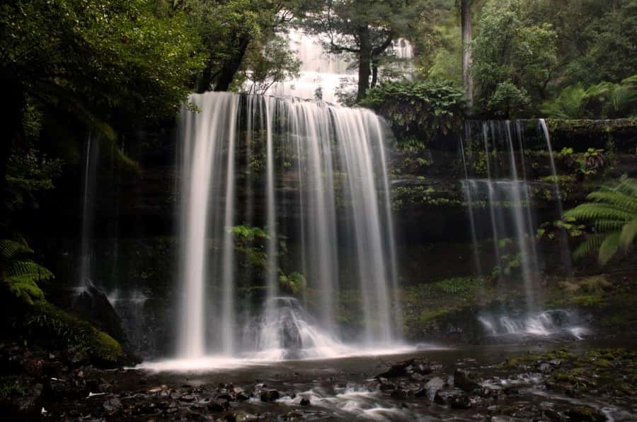 From Hobart: Mt. Field, Mt. Wellington and Wildlife Day Tour - Key things to know before booking