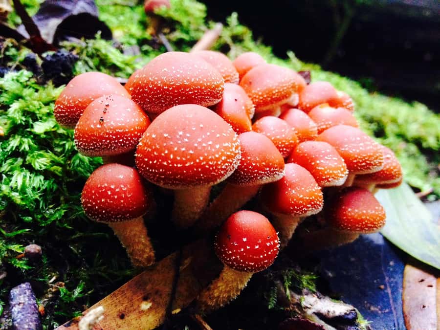 From Hobart: Mt. Field, Mt. Wellington and Wildlife Day Tour - Why this Hobart day trip works