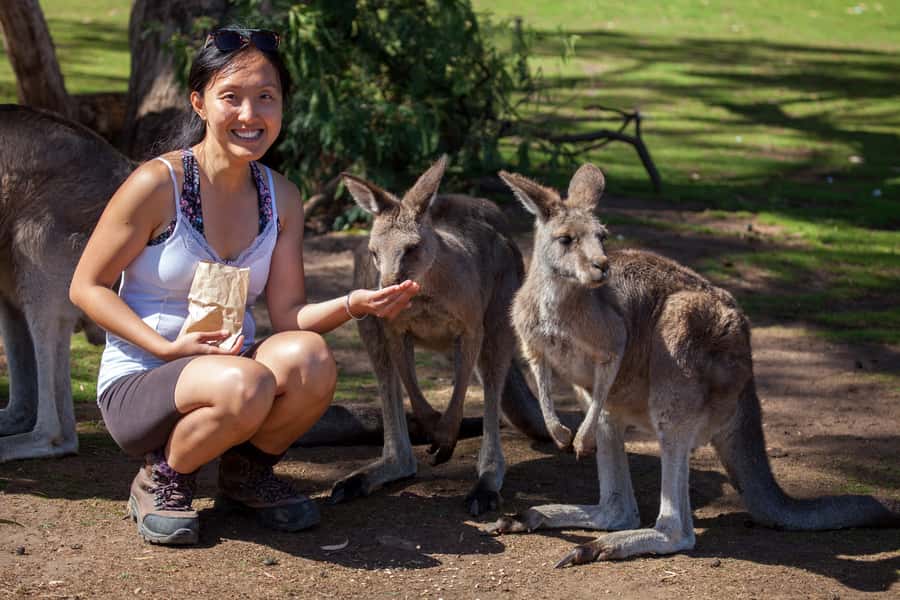 From Hobart: Mt. Field, Mt. Wellington and Wildlife Day Tour - Mount Field National Park and the Three Falls Circuit