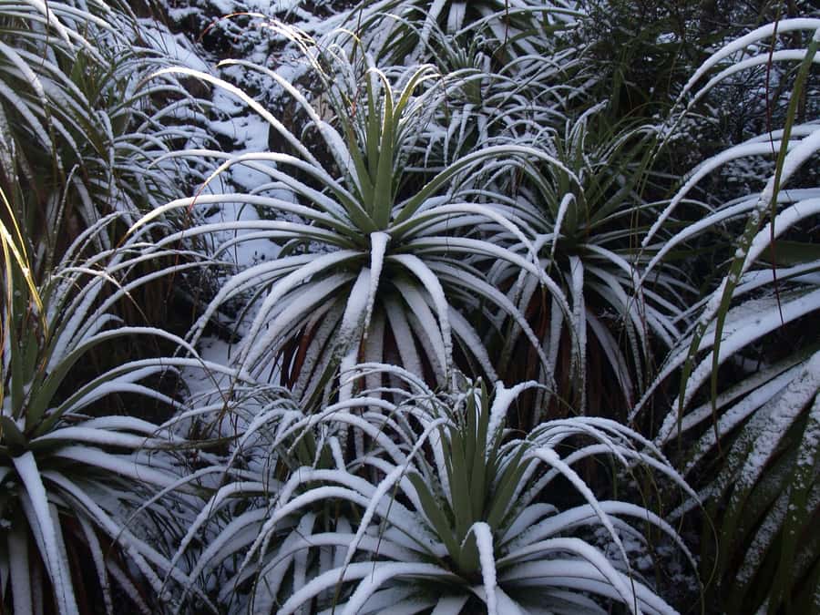 From Hobart: Mt. Field, Mt. Wellington and Wildlife Day Tour - What weather means at Mount Field