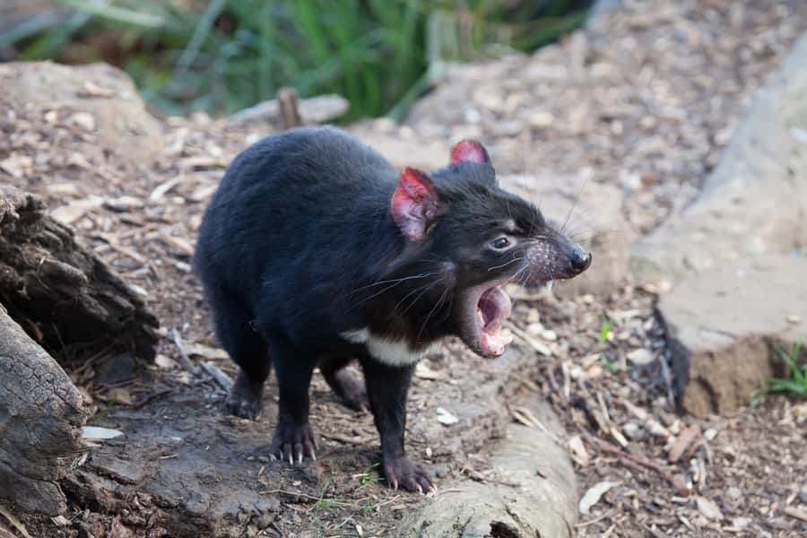 From Hobart: Mt. Field, Mt. Wellington and Wildlife Day Tour - Bonorong Wildlife Sanctuary: Tasmania’s animals up close
