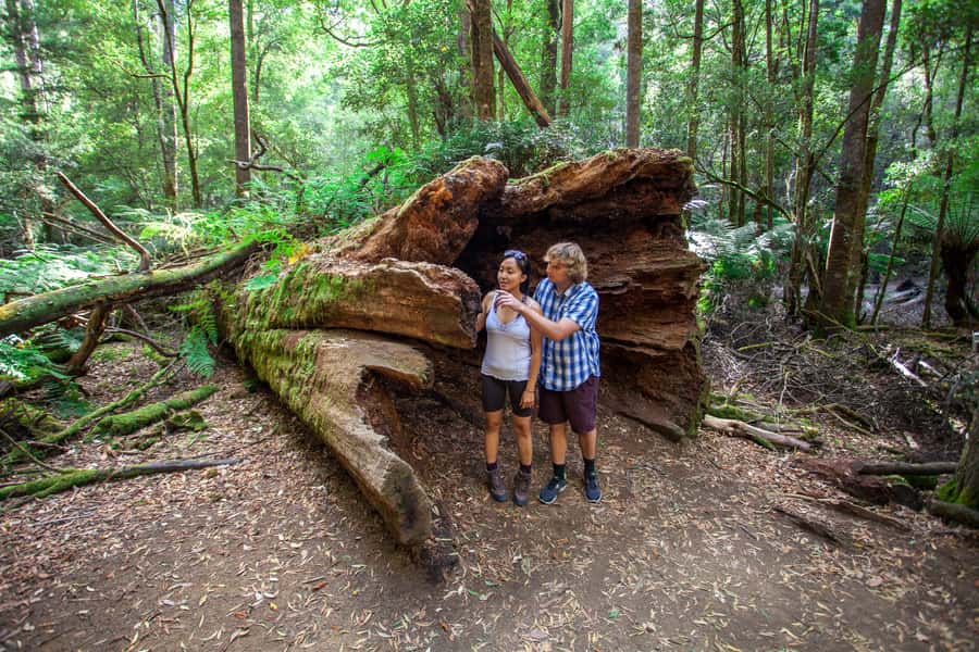 From Hobart: Mt. Field, Mt. Wellington and Wildlife Day Tour - Guides make a real difference