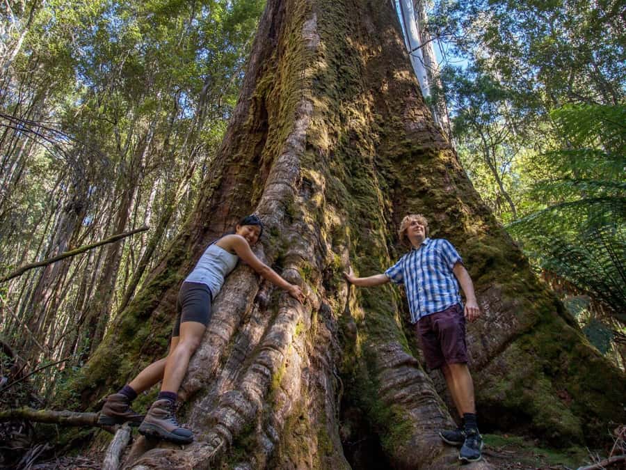 From Hobart: Mt. Field, Mt. Wellington and Wildlife Day Tour - Who should book this tour?
