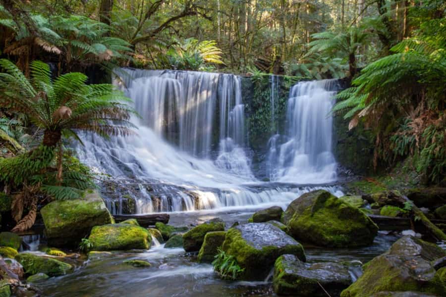 From Hobart: Mt. Field National Park and Russell Falls - Mt. Field National Park and the Tall Trees