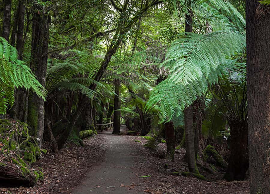 From Hobart: Mt. Field National Park and Russell Falls - Who Will Enjoy This Day Most?