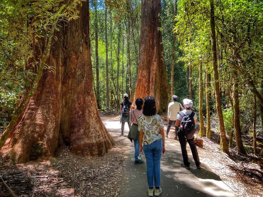 From Hobart: Mt. Field National Park and Russell Falls - Should You Book the Mt. Field Tour?