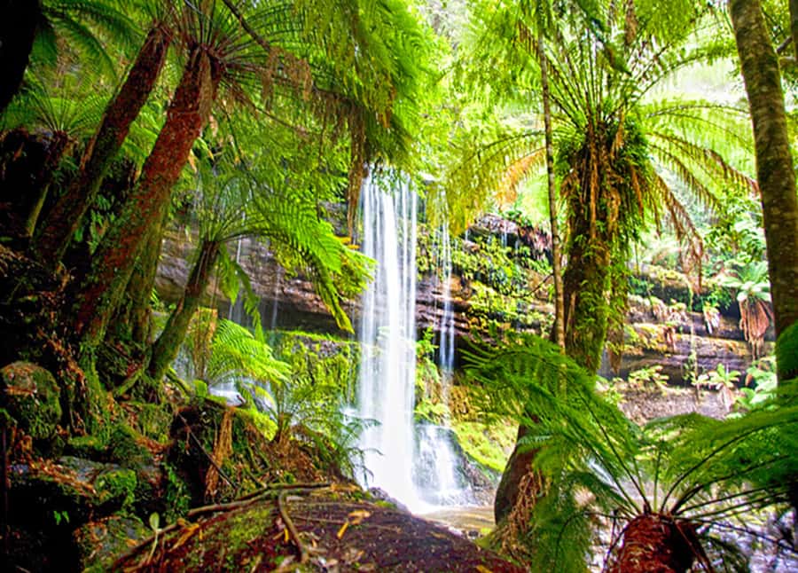 From Hobart: Mt. Field National Park and Russell Falls - Salmon Ponds Adds Fish, Gardens, and Morning Tea
