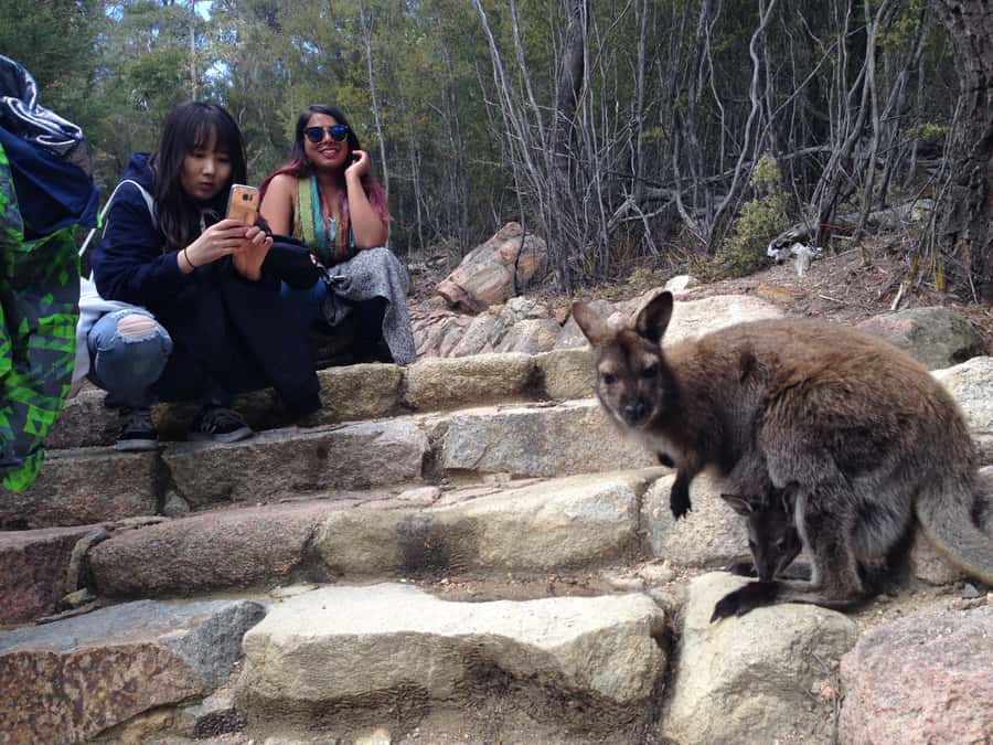 From Launceston: Full-Day Wineglass Bay Explorer Active Tour - Key points before you book