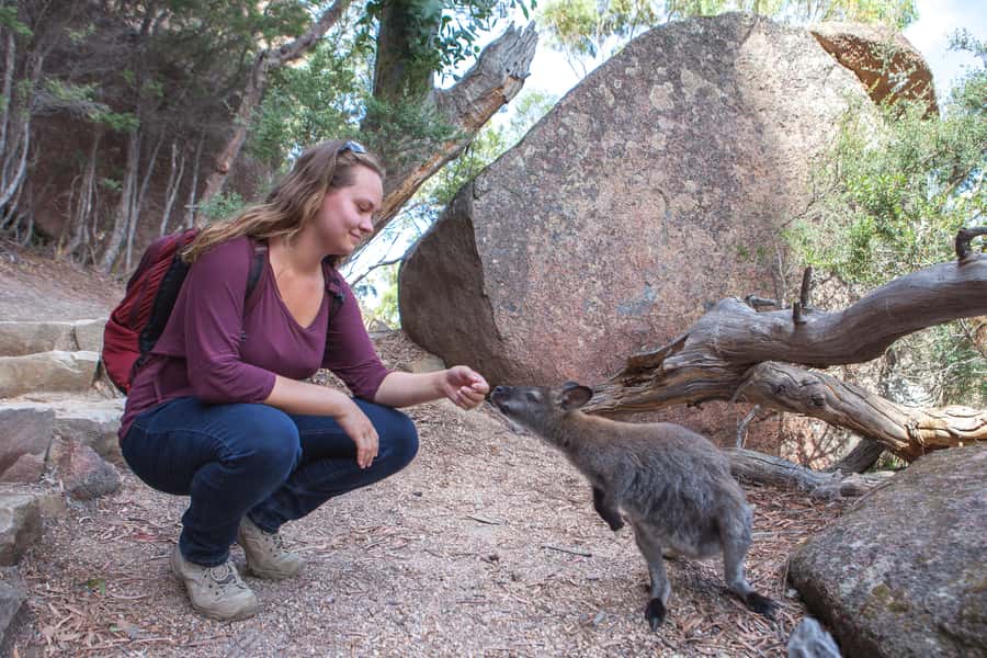 From Launceston: Full-Day Wineglass Bay Explorer Active Tour - The Wineglass Bay lookout climb
