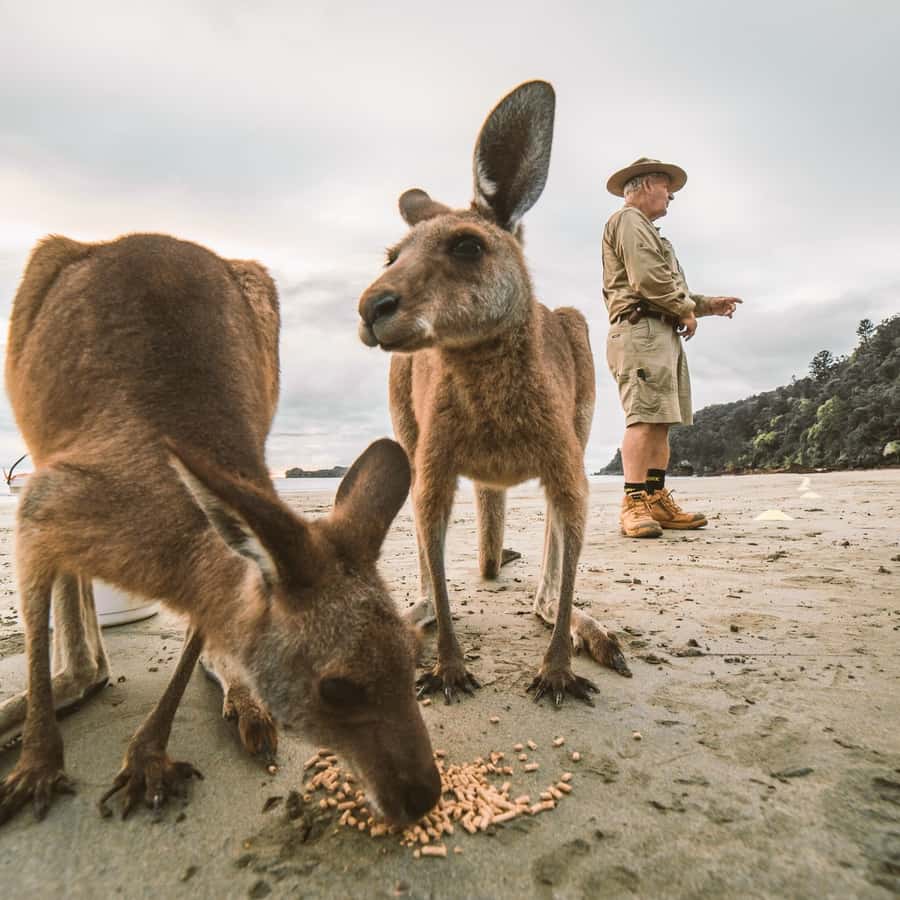 From Mackay: Wallabies on the Beach Sunrise Trip - Should you book the Cape Hillsborough sunrise trip?