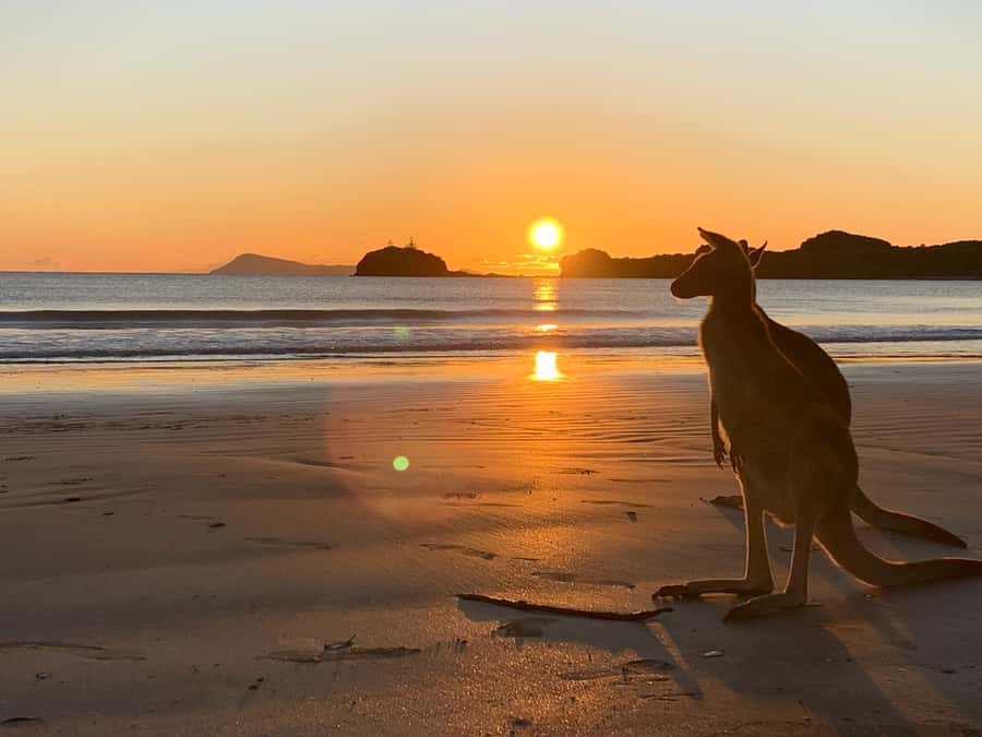 From Mackay: Wallabies on the Beach Sunrise Trip - Why this sunrise tour is worth the alarm