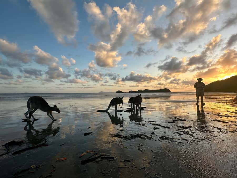 From Mackay: Wallabies on the Beach Sunrise Trip - Finding kangaroos and wallabies at the waterline