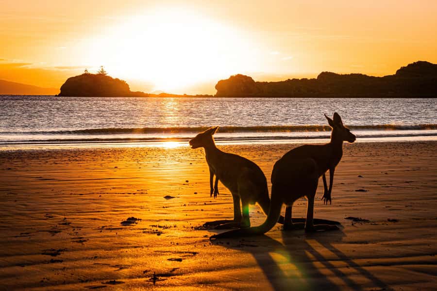 From Mackay: Wallabies on the Beach Sunrise Trip - The guided walk through Cape Hillsborough National Park