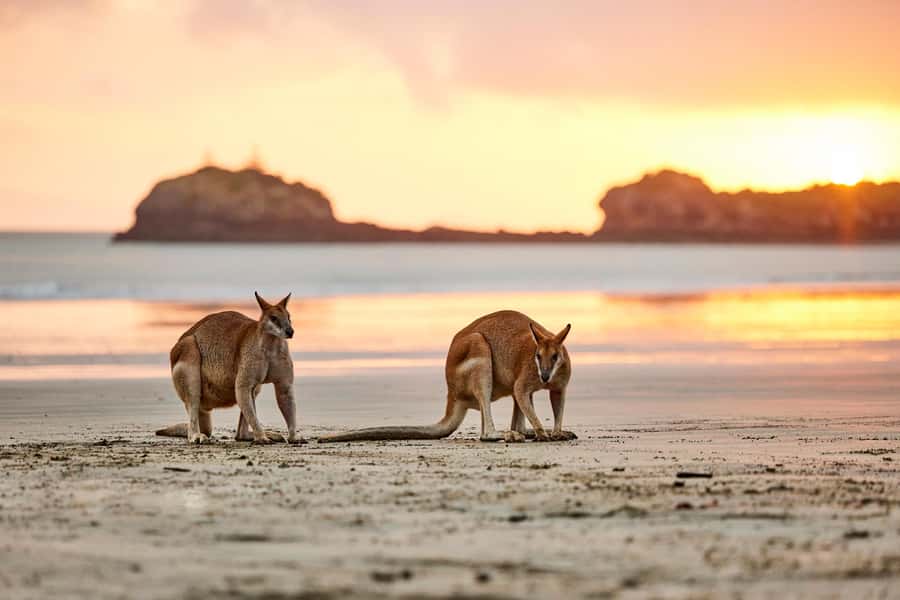 From Mackay: Wallabies on the Beach Sunrise Trip - Practical ways to get more from the trip