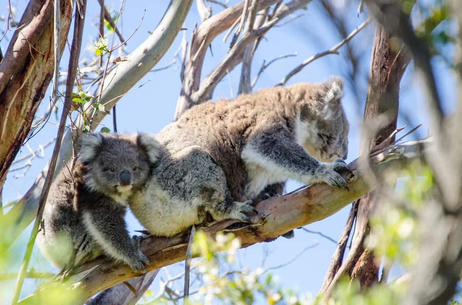 From Melbourne: 2-Day Great Ocean Road & Grampians Escape - Key points at a glance